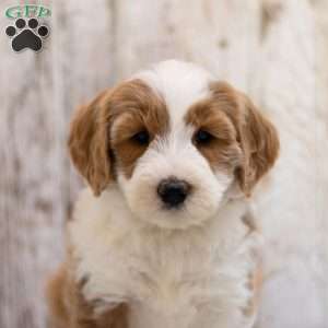 Felicity, Mini Bernedoodle Puppy